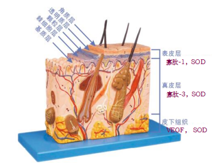 皮肤结构图.png 皮肤结构图.png