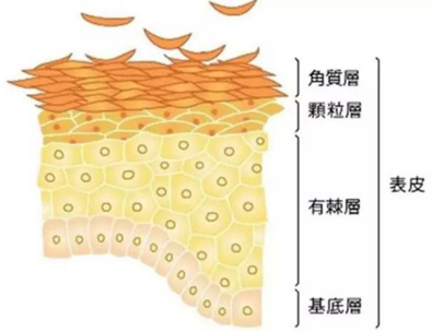 皮肤结构图2.png 皮肤结构图2.png