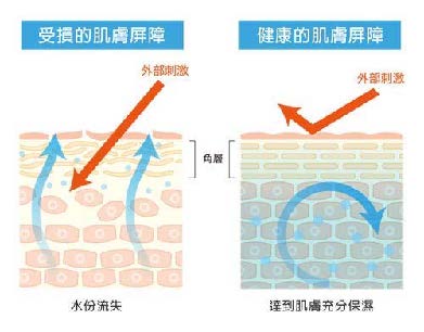 皮肤屏障.jpg 皮肤屏障.jpg